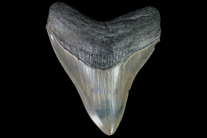 Serrated, Megalodon Tooth - Georgia #76175